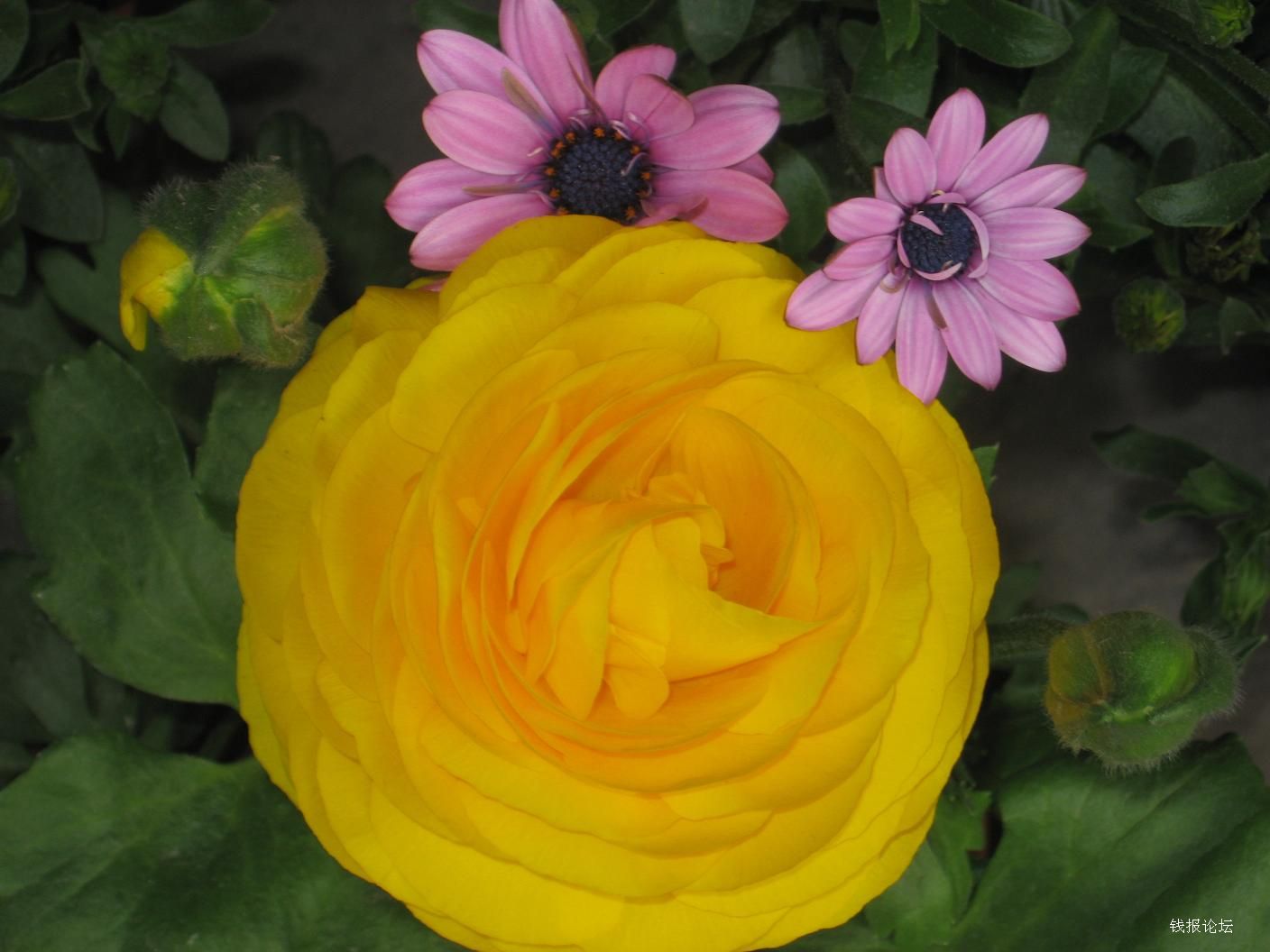 洛陽到(dào)龍門(mén)石窟、白(bái)馬寺、牡丹園一(yī)日(rì)遊--洛陽一(yī)日(rì)遊（白(bái)馬寺和(hé)龍門(mén)石窟哪個(gè)值得(de)去(qù)）