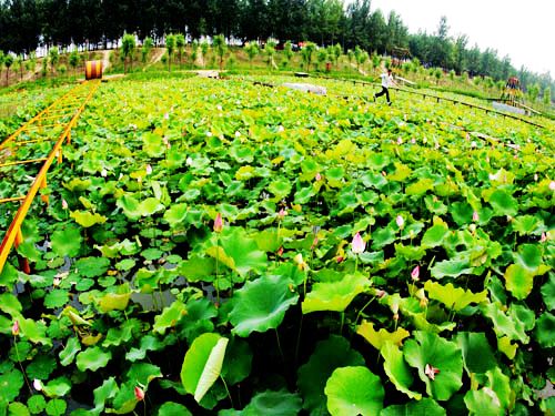五一(yī)假期自(zì)駕暢遊鄭州豐樂(yuè)葵園（鄭州豐樂(yuè)園葵園）