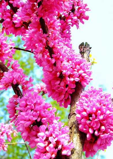 清明(míng)小(xiǎo)長(cháng)假遊玩(wán)河(hé)南(nán)景區(qū)全攻略（河(hé)南(nán)景點推薦 旅遊景點排行(xíng)）