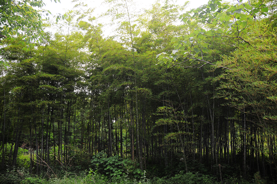 駐馬店(diàn)樂(yuè)山(shān)生(shēng)态文(wén)化(huà)園精彩圖片展（駐馬店(diàn)樂(yuè)山(shān)小(xiǎo)鎮規劃圖）