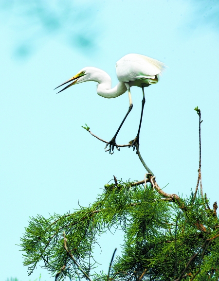 固始縣濕地(dì)自(zì)然保護區(qū)白(bái)鹭圖片展（固始白(bái)鹭湖(hú)酒店(diàn)預訂）