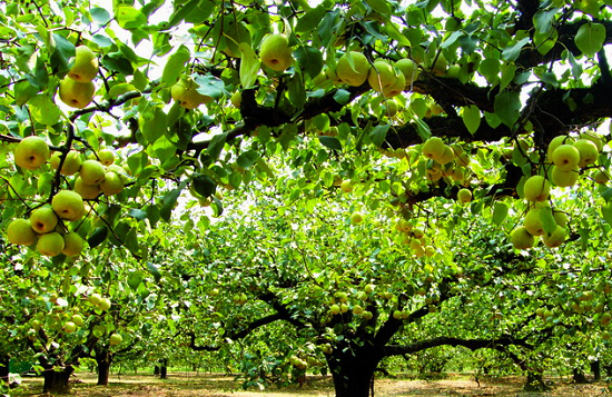 金(jīn)秋遊覽芒砀山(shān) 萬斤酥梨大(dà)贈送（芒砀山(shān)特産）