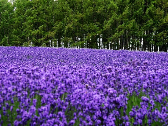 布拉格農(nóng)場(chǎng)感受薰衣草(cǎo)花(huā)香 門(mén)票(piào)價格自(zì)駕路(lù)線（布拉格農(nóng)場(chǎng)為(wèi)什(shén)麽拆了(le)）