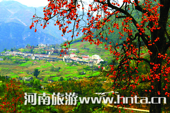 國(guó)慶黃(huáng)金(jīn)周 68元專車(chē)到(dào)楊樹(shù)溝摘柿子(zǐ)（楊樹(shù)溝風(fēng)景區(qū)遊玩(wán)攻略）