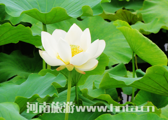 七月(yuè)到(dào)洛陽會(huì)盟賞荷花(huā)吃(chī)住行(xíng)玩(wán)全攻略（洛陽荷花(huā)節門(mén)票(piào)價格）