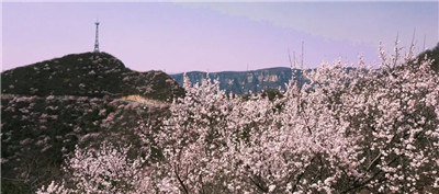 浪漫相(xiàng)遇！青天河(hé)春日(rì)花(huā)海(hǎi)盛宴即将驚豔登場(chǎng)！（青天河(hé)開(kāi)放(fàng)時(shí)間(jiān)）