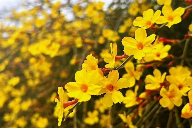 賞花(huā)正當時(shí)，快(kuài)到(dào)許昌get√這(zhè)份春日(rì)賞花(huā)攻略！（許昌附近(jìn)3月(yuè)賞花(huā)的(de)地(dì)方）