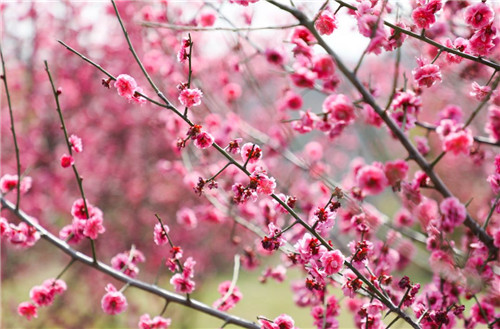 打卡濟源，邂逅一(yī)場(chǎng)春天的(de)浪漫！（濟源夏季旅遊攻略大(dà)全圖）