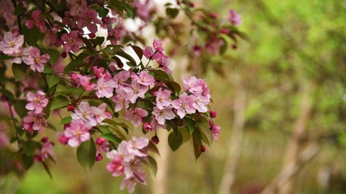 全鄭州最全春季賞花(huā)地(dì)圖來(lái)啦！（鄭州賞花(huā)的(de)好(hǎo)地(dì)方）