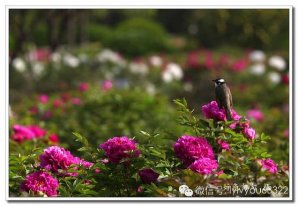 2023牡丹文(wén)化(huà)節實用(yòng)賞花(huā)攻略（牡丹文(wén)化(huà)藝術(shù)節手抄報(bào)內(nèi)容）