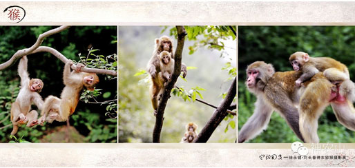 神農(nóng)山(shān)觀猴注意事(shì)項（神農(nóng)架哪裡(lǐ)看(kàn)金(jīn)絲猴）