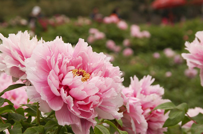 洛陽牡丹賞花(huā)全攻略，花(huā)期觀賞地(dì)及路(lù)線推薦（2023年(nián)洛陽牡丹的(de)最佳觀賞時(shí)間(jiān)）